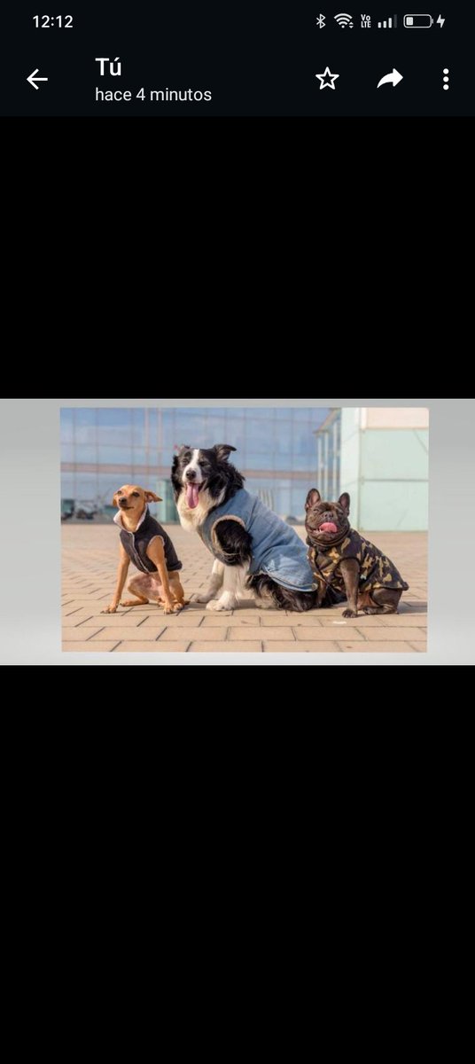 AlzarsiModa's tweet photo. "¡En Alzarsi nos preocupamos por el medio ambiente y nuestros amigos peludos! Con los sobrantes de nuestra colección,estamos diseñando ropa para mascotas.#ModaSostenible #AlzarsiParaTodos" https://t.co/BlQe3yzubg