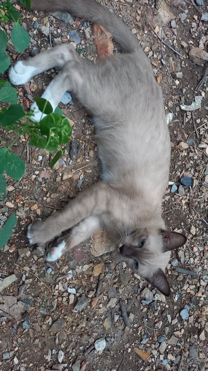 CatsterClub's tweet photo. 🏠หาบ้านให้น้องแมว🏠
น้องเป็นวิเชียรมาศ เพศผู้ อายุประมาณ 6-8 เดือน เราเจอน้องอยู่กลางถนน ซอยพหลโยธิน 52 เขตสายไหม เราลองถามคนแถวนั้นดูแล้ว ไม่มีคนรับเป็นเจ้าของเลย พอดีเราอยู่หอ ไม่สะดวกเลี้ยงน้องเลยค่ะ
ติดต่อ : 0926621933 หนูนา https://t.co/xYkwE76B0m