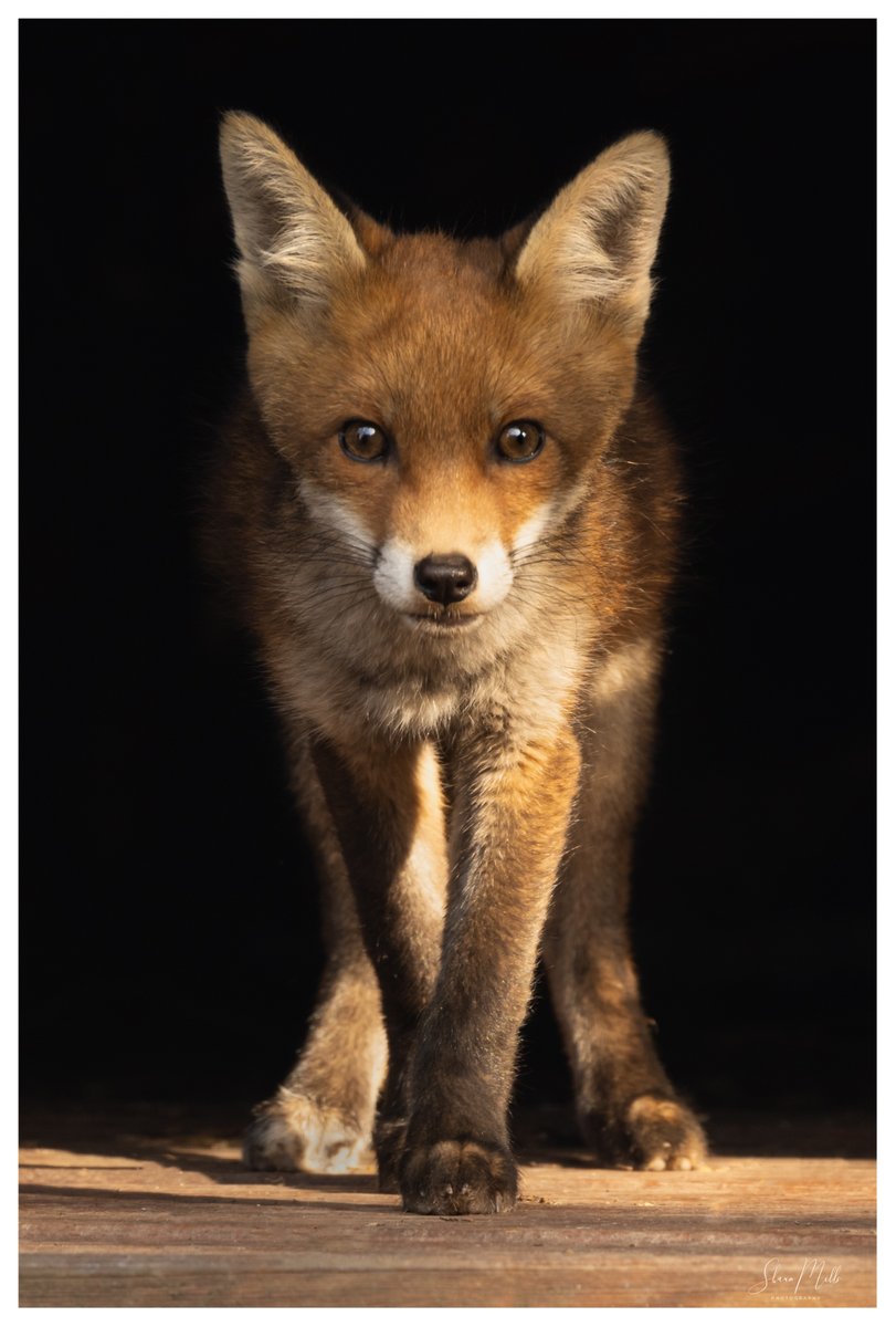 Shaun Mills tweet media