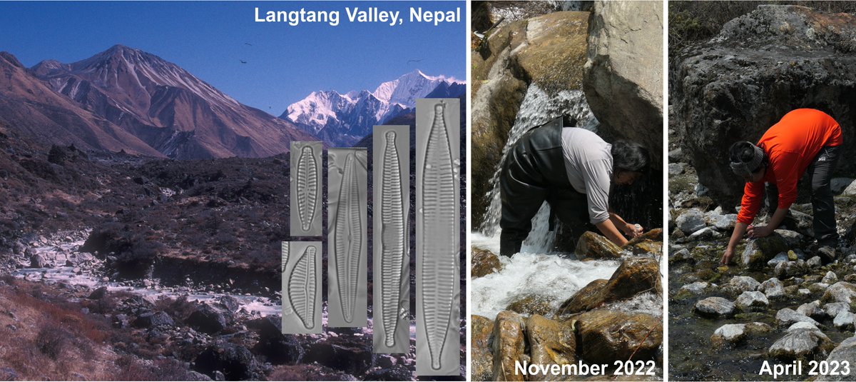 CardiffCurator's tweet photo. Using historical and new collections, Smriti Gurung, Kathmandu University, Nepal, and our curator Ingrid Jüttner study how diatoms changed in Himalayan streams over the last 30 years because of a warming climate #BotanicMonday #Diatoms https://t.co/XR2inz2Zs0