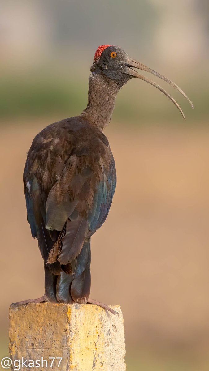 When it's in the name, eligible for #VIBGYORinNature by #IndiAves RED

Red-naped ibis
#Birdsatgurgaon 

#NaturePhotography #Canon #BBCWildlifePOTD #IndiAves @coolfunnytshirt #birds #birdwatching #ThePhotoHour #birding #CanonIndia #BirdPhotography @ParveenKaswan
#IncredibleIndia