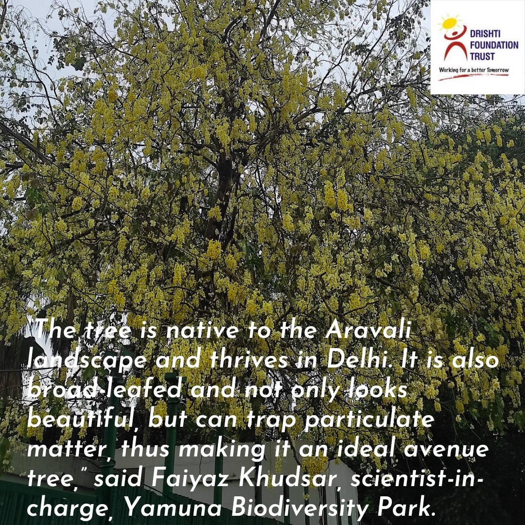 dftindia's tweet photo. The #Amaltastree (#Cassiafistula) is in bloom and its shower of dazzling yellow flowers has the power to lift dampened spirits. A middle-sized #deciduous and mostly #ornamentaltree, it bursts into blossoms in late #spring and its #goldencanopy is prominent from April to July.
#WorkingForABetterTomorrow!
@dkgautam007 @TreesforCities
@TreesDelhi @Treesftf @nmpb1 @bgci
@kewgardens @EnvAgency
#trees #nature #Delhi #YamunaBiodiversityPark #Aravali #AvenueTrees #naturephotography