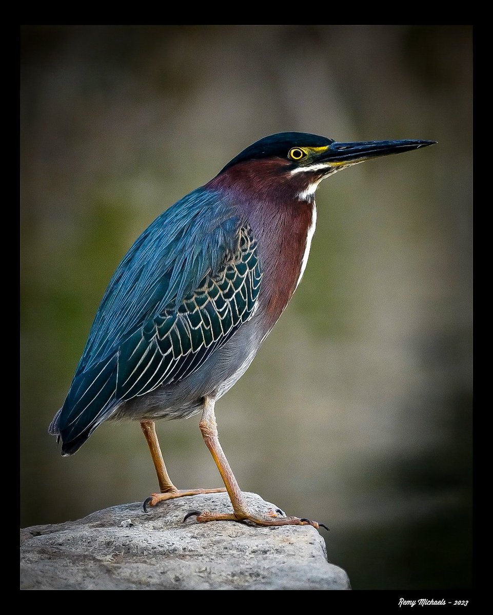 'NORTHERN FRIENDS' instagram.com/p/Ct8RnA8A6gy/… #CanadianGeographic #NationalGeographic  #GreenHeron #Summer #WildlifePhotography #OntarioParks #PicOfTheDay #BirdPhotography #CanadianWildlife #Art #Earth 📸 🇨🇦