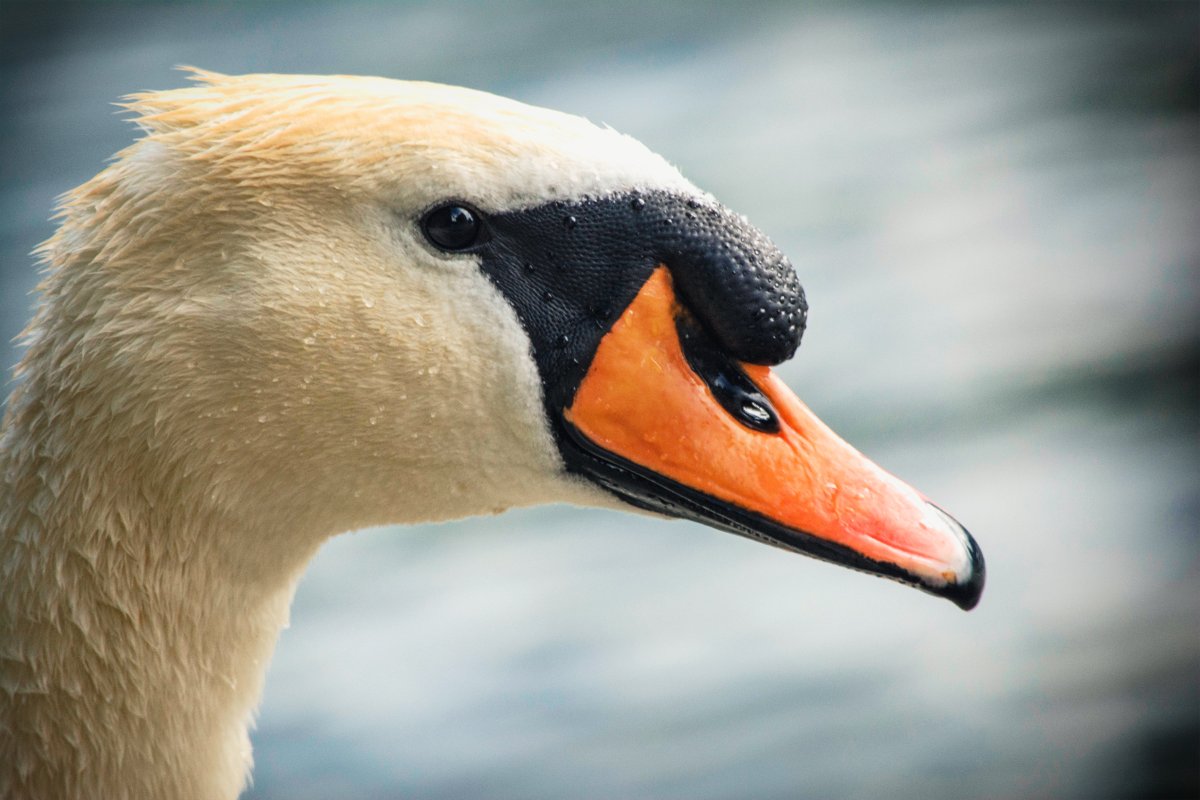 Watchful Eyes
#photography #photographer #photographybloggers #photooftheday #birds #birdphotography #animals #nature #naturephotos #NaturePhotography #Sweden #NatureBeauty #BeautifulWorld #animalphotography #BirdTwitter #spring #trekking #hiking #hikingadventures #birding #Swans