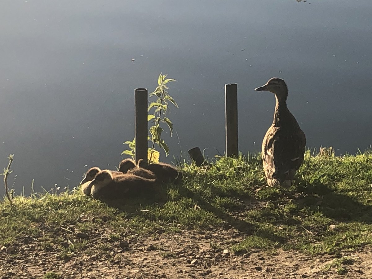 KathEvans2's tweet image. A very proud parent 😉
enjoying the cool morning air
#EarlyRunning
#NHS1000miles 

Happy Mondaying 🌟
