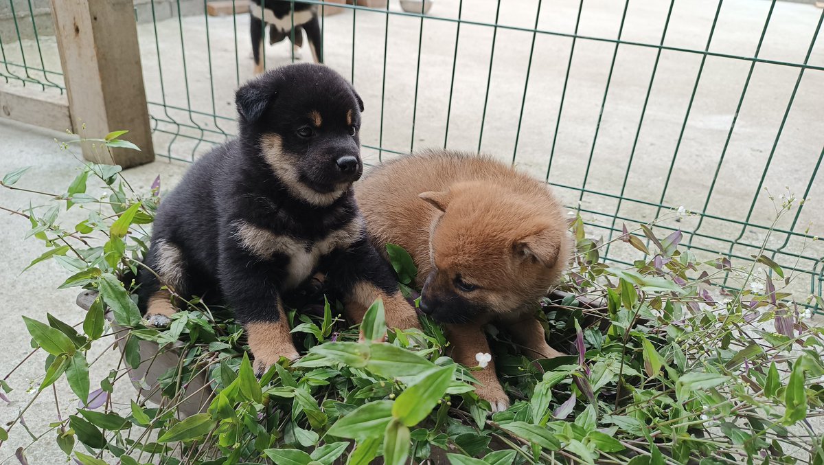 aleks035ja's tweet photo. Novo leglo dva decaka dve devojcice https://t.co/fJ7NPX4N1N