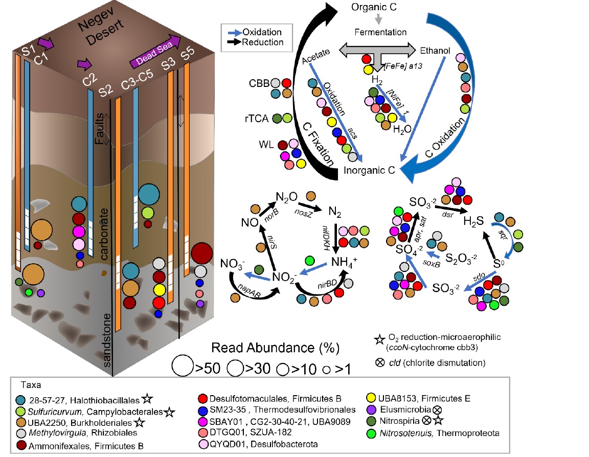 Check out the new preprint🌍 by <a href="/betzabe_atencio/">Betzabe Atencio</a> <a href="/ZeevRonen/">Zeev Ronen</a> et al!  Ancient aquifers kilometers below the Negev Desert recharged 10s to 100s of thousands of years ago! In this pristine groundwater, microbes excel at fixing carbon. <a href="/bidrBGU/">bidrBGU</a> <a href="/IOLR_Israel/">IOLR חקר ימים ואגמים לישראל (חיא"ל)</a>   bit.ly/46k9YCO