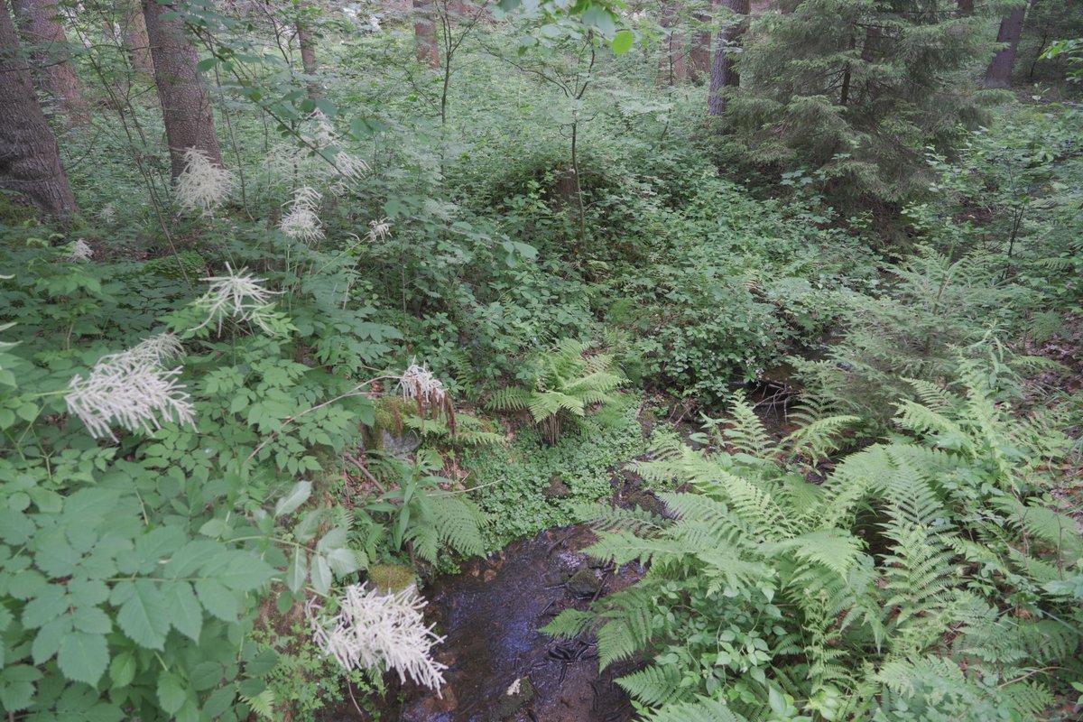 Johannis ist zwar vorüber, aber der Johanniswedel (Wald-Geißbart) steht in vollster Pracht.

Am Seerenbach im Tharandter Wald.