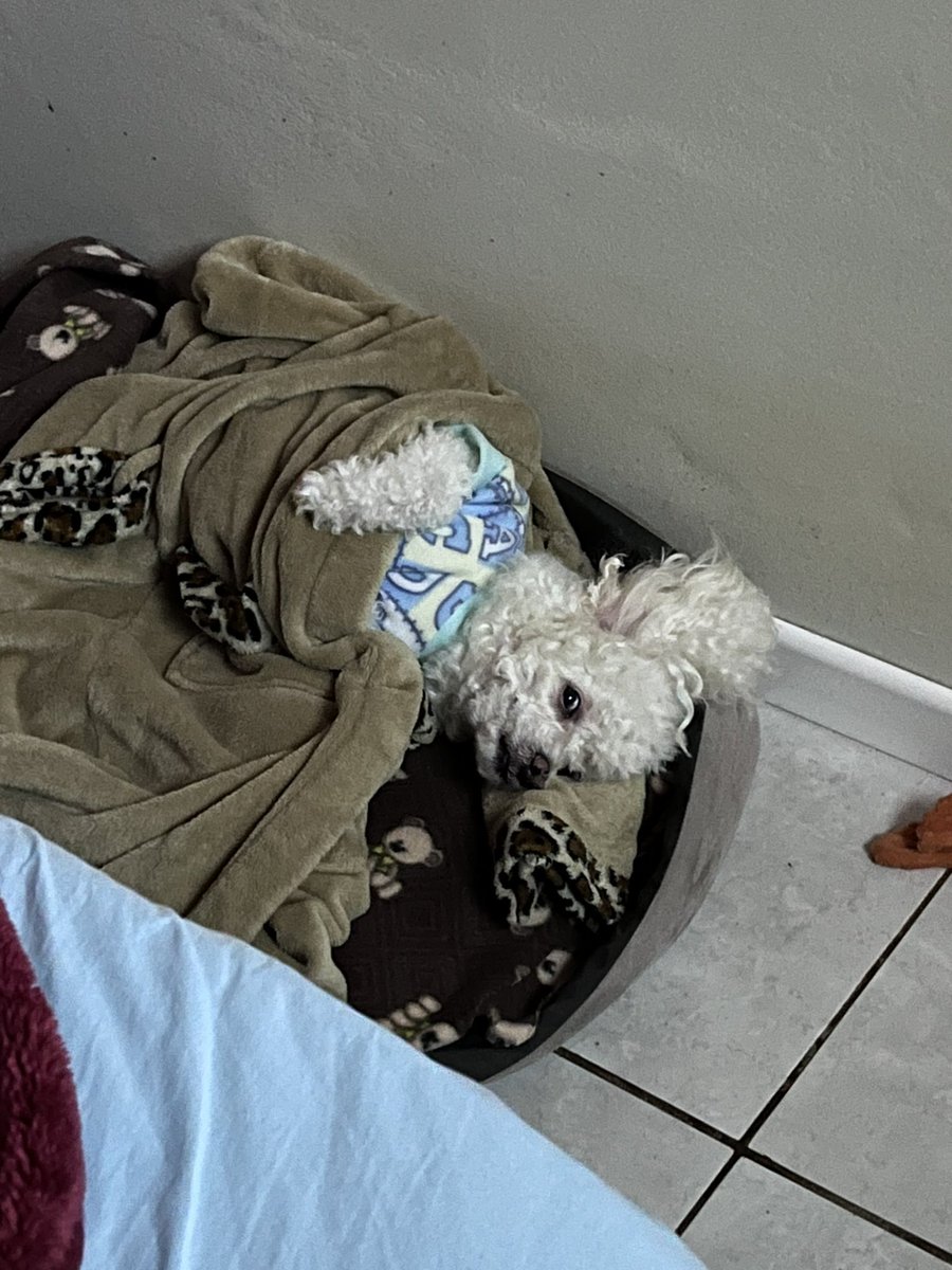 Sharon_BMetzger's tweet photo. @Strangerseterno @metronidajao O meu tem 8 aninhos e ainda se comporta igual filhote, mimado que só ele 😂 https://t.co/1XED1KBbp1