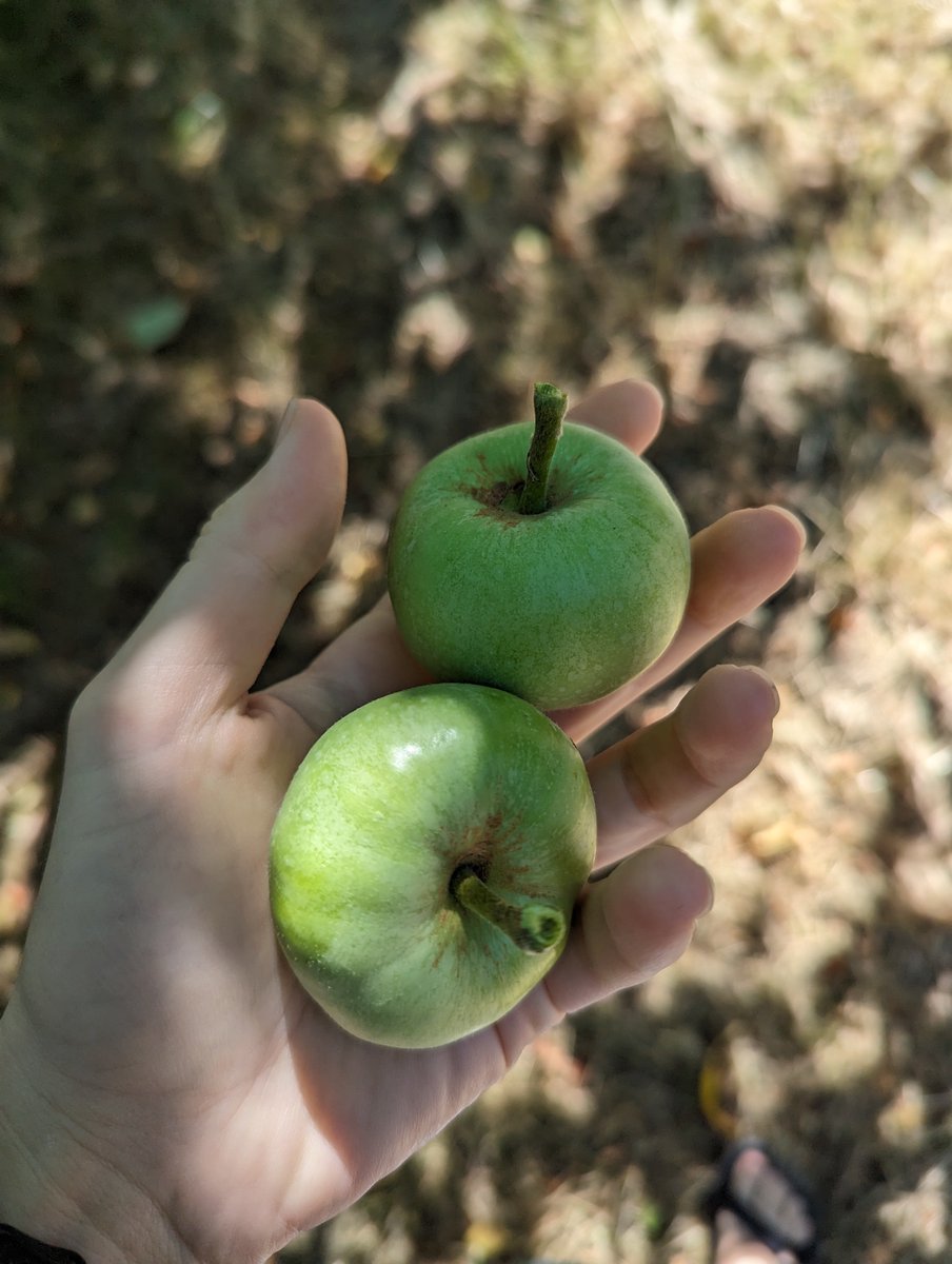 Foraging for roadside fruit AND day 1 of #LINO23 - doesn't get much better than that! #LindauAussies 
@TheMatilda_USyd