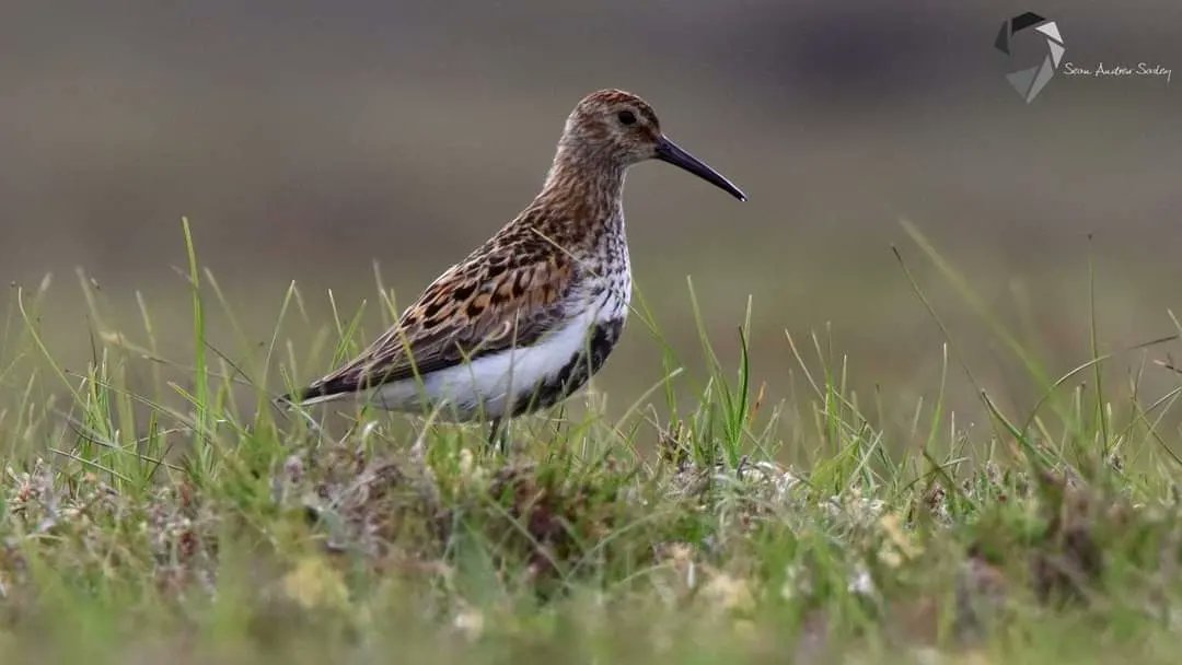 SasleySean's tweet photo. Dunlin (Calidris alpina) https://t.co/EGGF5zycDD