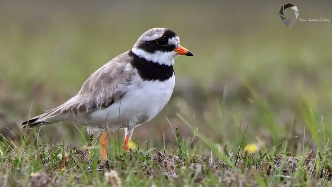 SasleySean's tweet photo. Ringed Plovers (Charadrius hiaticula) https://t.co/M6n8FN9s2N