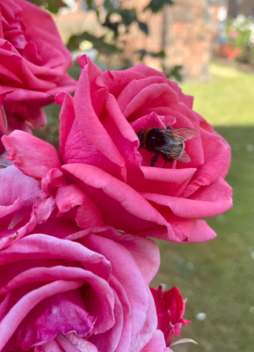 Just a bee and some roses. #magentamonday #GardeningTwitter #notrosewednesday #roses #bee