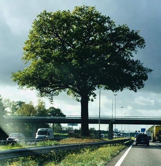 Inmiddels staat deze 19e eeuwse(!) boom al 56 jaar tussen 2 rijstroken waar dagelijks zo’n 90.000 voertuigen passeren.
Dat is gemiddeld 200 Gr NO2 per voertuig per strekkende km = pakweg 4 gram onder de kruin van de boom.