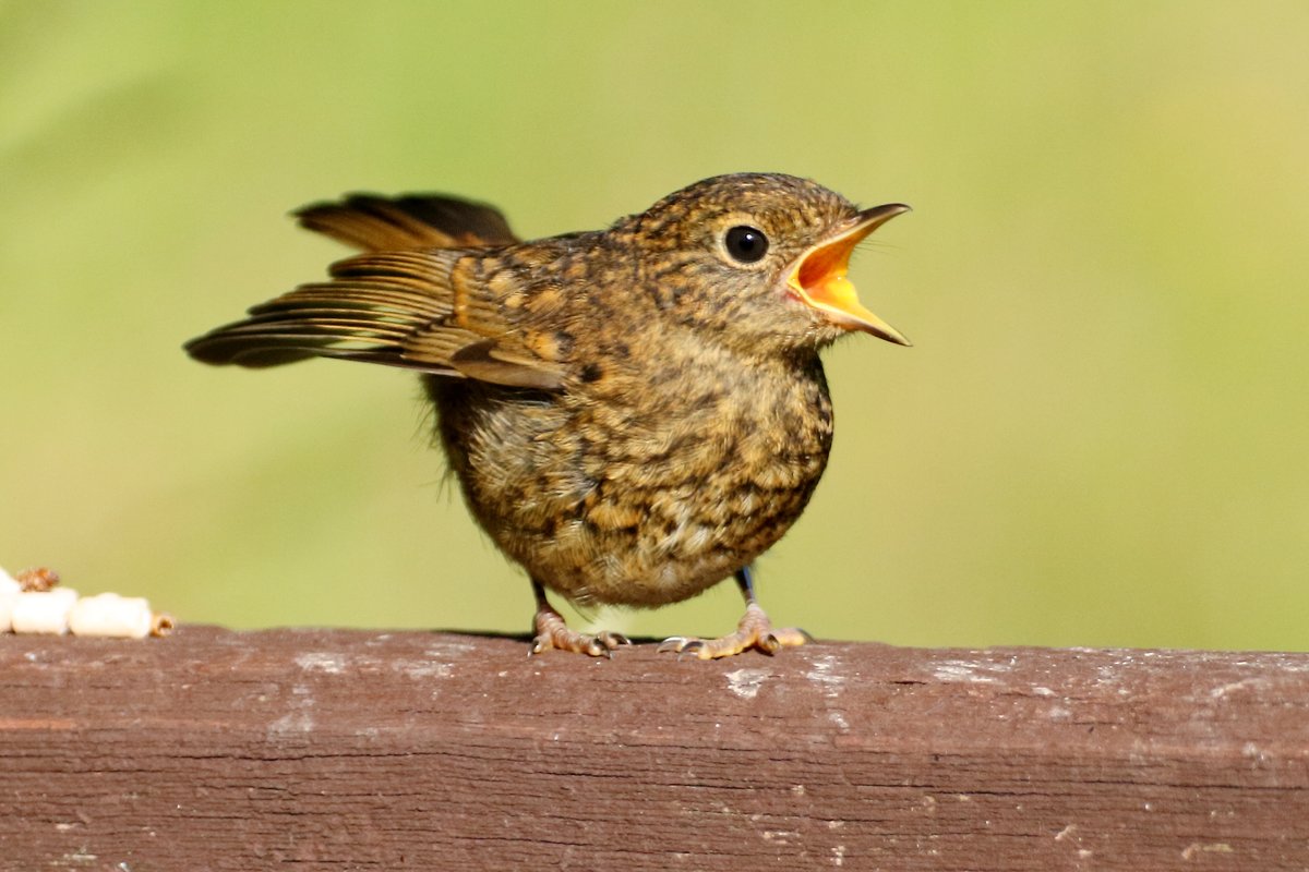 northernoptics's tweet photo. Juvenile Robin at #farings #wildlifephotography #naturelovers #Lincolnshire #Humber #NorthernOptics #photography https://t.co/9EL4K8qAdZ