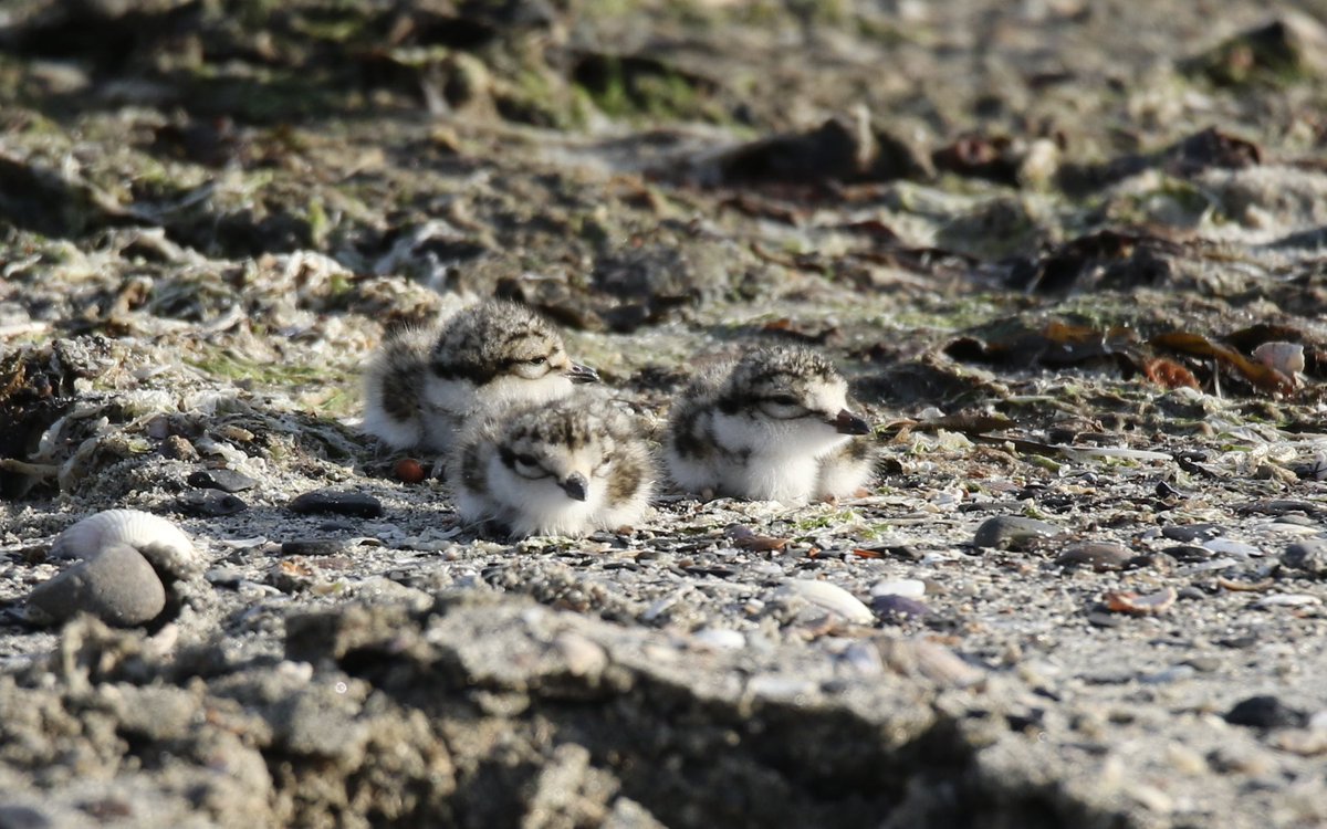 Nieuw leven aan de Oosterschelde vanmorgen 😍🐣