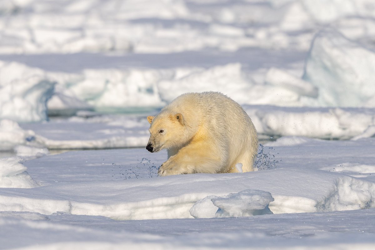 Polar Bear in beautiful light taken on a recent trip to Svalbard #fsprintmonday #photography #Competition #bestoftheweek