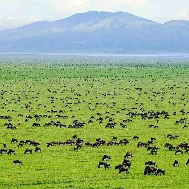 Beautiful Serengeti National Park, Tanzania 🇹🇿😍