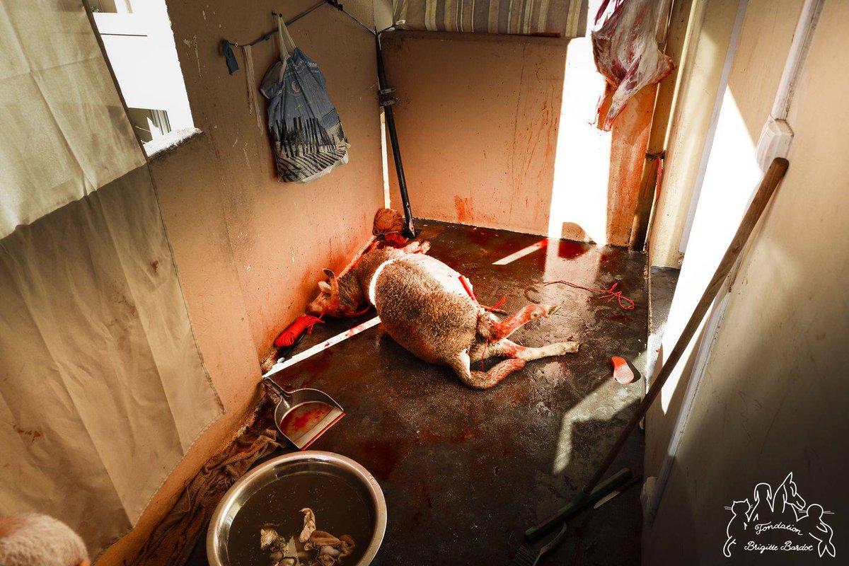 #AidElKebir
Pour certains, c’est jour de fête, pour eux, c’est l’enfer
L’occasion de rappeler l’atrocité que vivent des dizaines de milliers d’animaux promis à cette longue et cruelle agonie qu’est l’abattage sans étourdissement, encore trop souvent pratiqué en France et en