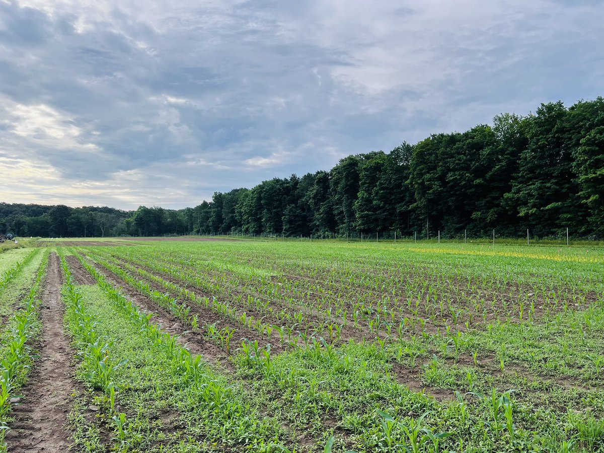 🇨🇦🇺🇸 Lynn Sosnoskie 🇺🇸🇨🇦 tweet media