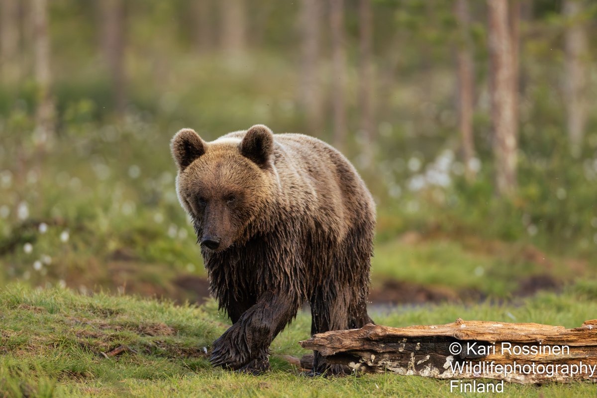 KRossinen's tweet image. Helteellä oli suo-oja nuorelle karhulle mieluinen paikka. Vähän turkkiin tarttui mutaa😀#bear #summer #hotair #cooling