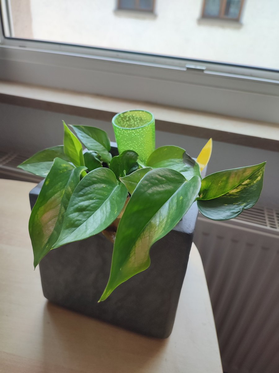 InbexSystems's tweet image. An update on our shared plants of the INBEX System Crew 🌱

It&apos;s growing and needing more water every day.. summer is getting hot so I guess everyone is pretty thirsty by now 💧☺️

Do you have any plants around your workspace? 😎

#team #indiegame #indiegamedev  #behindthescenes