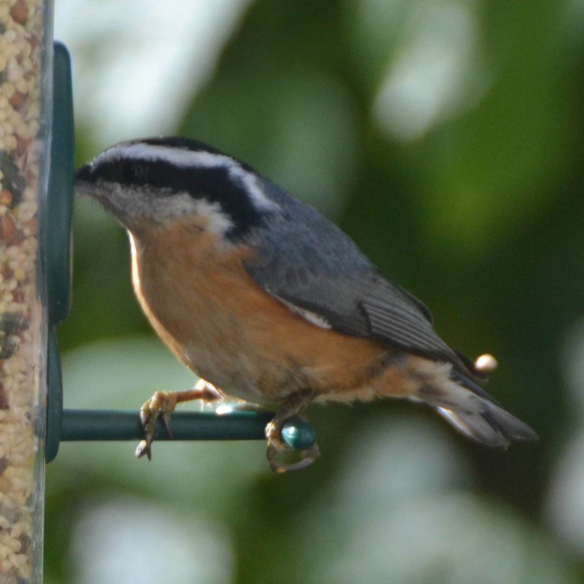 @BirdsByStiofan Despite the 'red' breast, this is obviously not a robin. What it is, please?