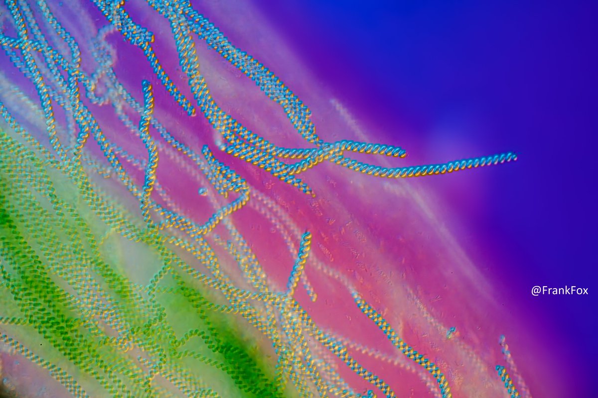 Central Collection of Algal Cultures CCAC tweet media
