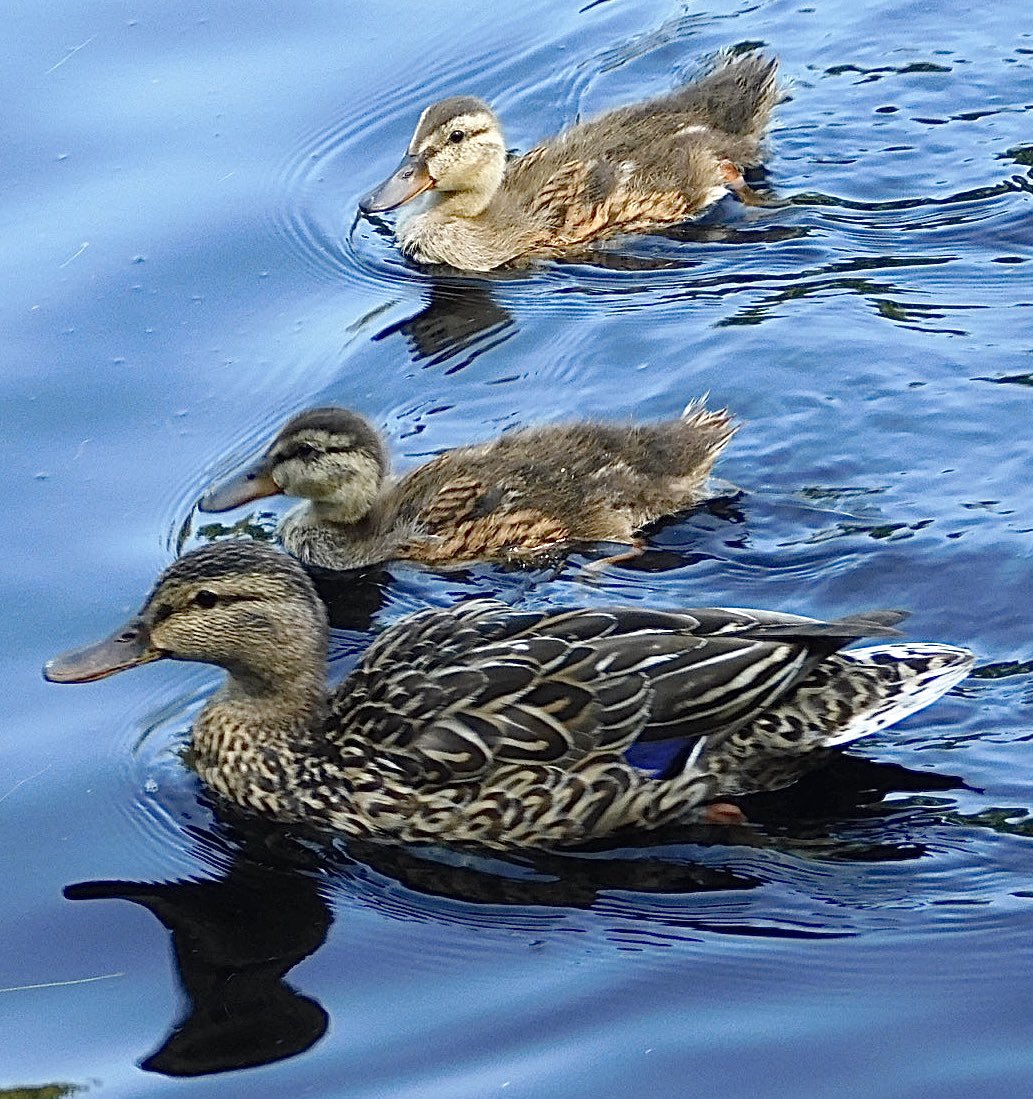 Mallard with ducklings in the Conservatory Water. #birdcpp #birdphotography #wildlifephotography #TwitterNatureCommunity