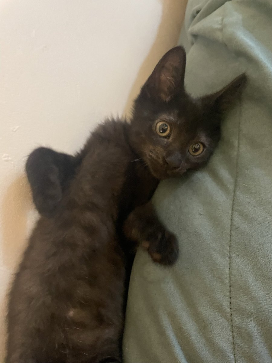 This right here. Three pounds of nonsense. #newkittenproblems #cats #newkitten #kittens