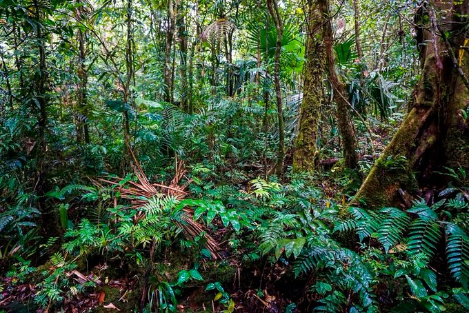 #26Jun conmemoramos el Día Internacional de los Bosques Tropicales. 

De los ecosistemas más importantes para combatir la crisis climática el Bosque Tropical absorbe el dióxido de carbono y es reserva de biodiversidad y hábitat de una infinita variedad... #EnVzlaCelacEsCiencia