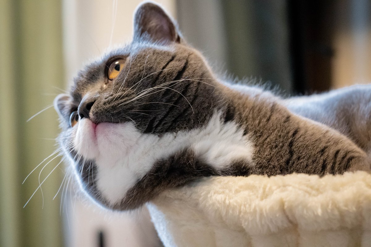 #これ見た人はかわいいほっぺを貼る