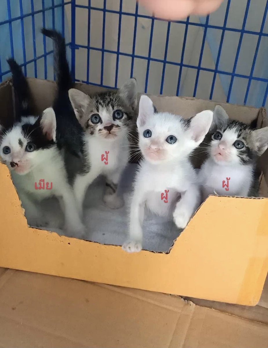 CatsterClub's tweet photo. 🏠หาบ้านให้น้องแมว🏠
มีทั้งหมด4ตัวค่ะ พอดีมีแม่แมวมาคลอดไว้ในบ้าน แล้วไม่สะดวกเลี้ยงค่ะ
พิกัด : รามคำแหง 174 
ติดต่อ : 0624196699 คุณน้อง
Facebook : Nong Krittiya https://t.co/T68f687VQp