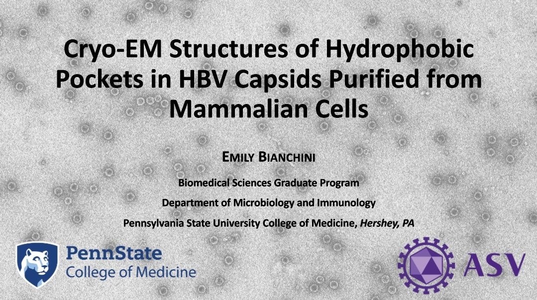 VirusEMLab's tweet image. Come join us to Emily's talk on #HBV and #Cryo-EM at #ASV2023 this evening 8 pm at  room A &amp;amp; B. Emily is a great speaker and she will make her research sound very easy for you :)