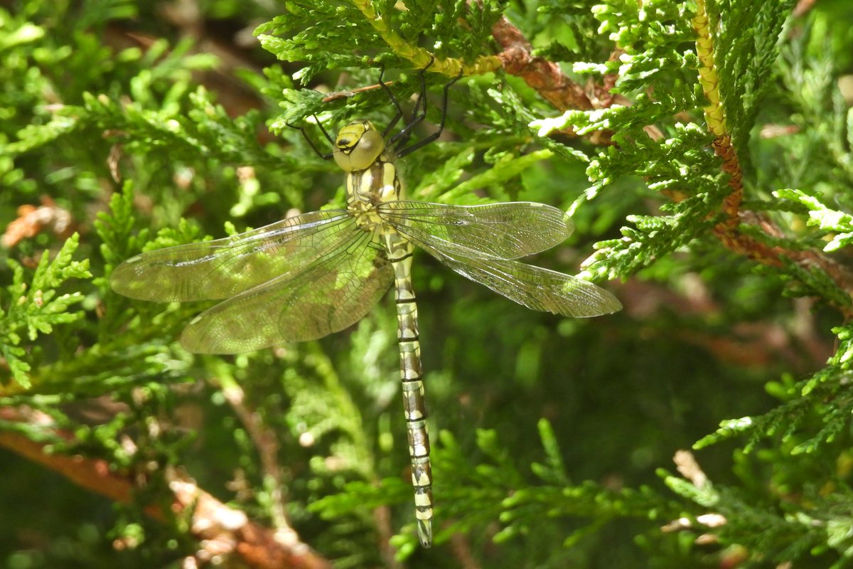 I think this is a southern hawker, if so the third species of dragon/damselfly front my pond. <a href="/ScotlandBds/">BDS Scotland</a>