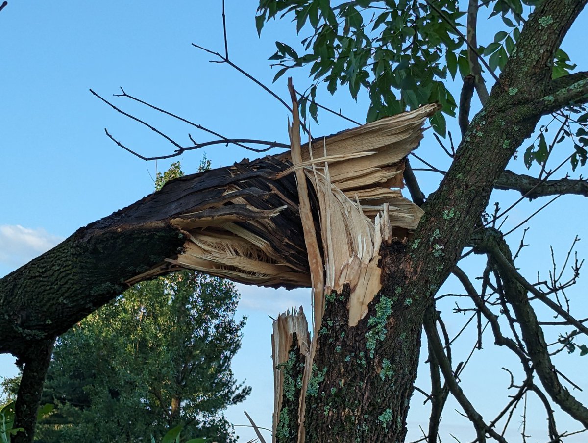 skream's tweet image. Tree damage off East Hickman #kywx @Kentuckyweather