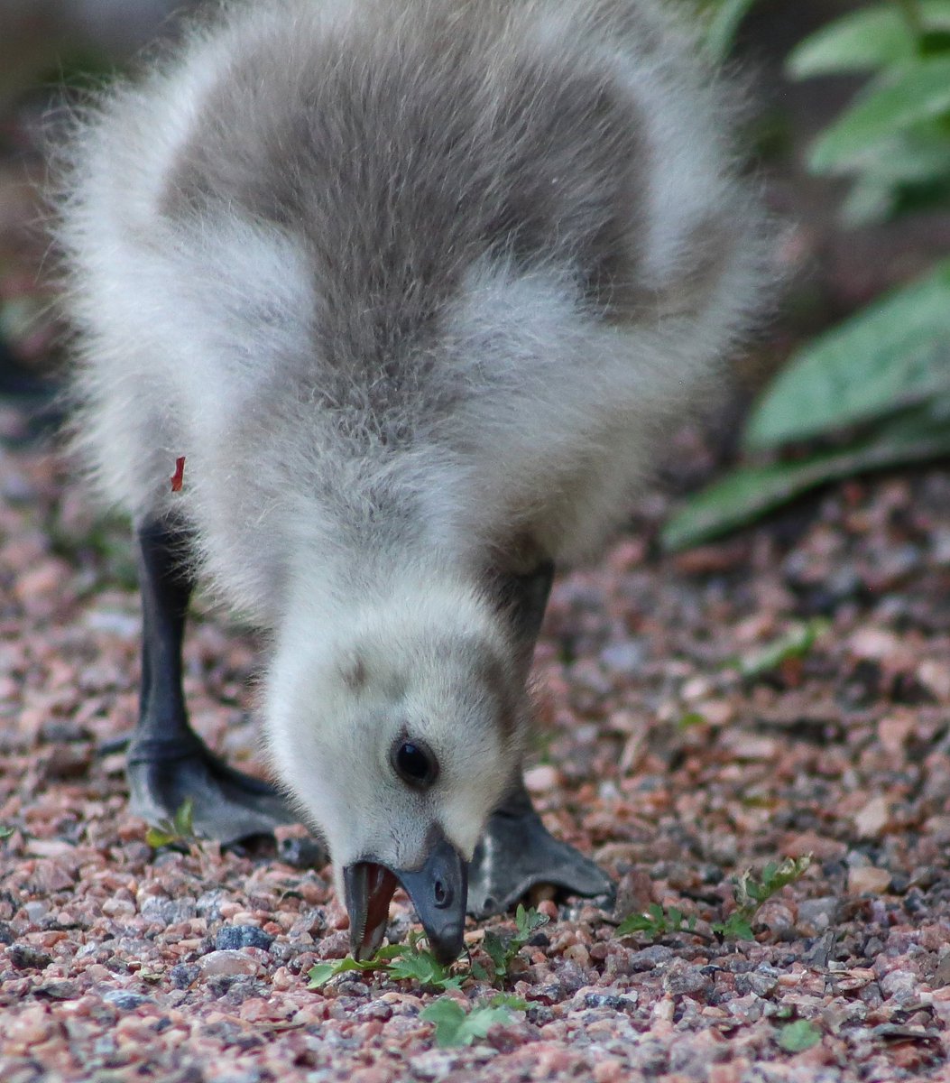 Young barnacle goose 24.6.2023 in Kaisaniemi botanic garden in Helsinki Finland.
#valkoposkihanhi #barnaclegoose #brantaleucopsis #bird #birdphotography #birdpics #birdphoto #birdpicture #birdwatching #kaisaniemi #botanicgarden #helsinki #finland #gosro #canoneos6d #chick #young