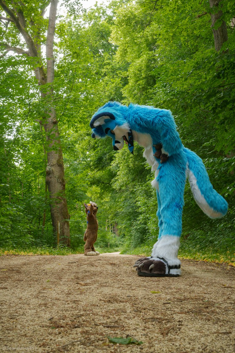 Happy #MacroMonday everyone! :3
I got shrunk again and now I wait for the big, huge @Bloome_BlueFolf to pick me up ^^
I hope he has only good intentions, heh..

📸 @Soundwave857
👔 @DookerTime, @TheKarelia

#sizetwitter #macrofurry #fursuit #furry #furries #furrycommunity