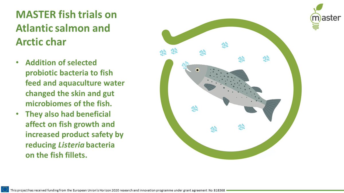 It is time to discover another @MASTER_IA_H2020 innovation! Our innovation will shed the light on...What effects have probiotics on aquaculture fish?