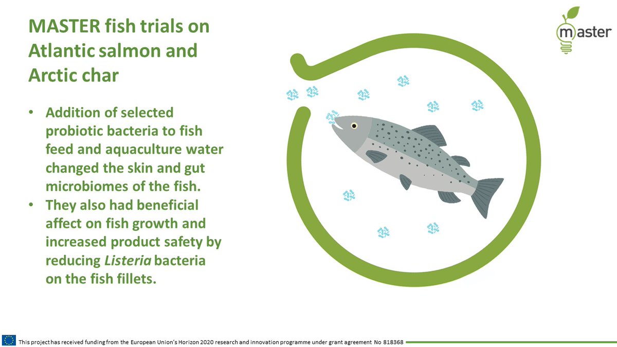 MASTER IA H2020 (@master_ia_h2020) on Twitter photo It is time to discover another <a href="/MASTER_IA_H2020/">MASTER IA H2020</a> innovation!
Our innovation will shed the light on...What effects have probiotics on aquaculture fish? It is time to discover another <a href="/MASTER_IA_H2020/">MASTER IA H2020</a> innovation!
Our innovation will shed the light on...What effects have probiotics on aquaculture fish?