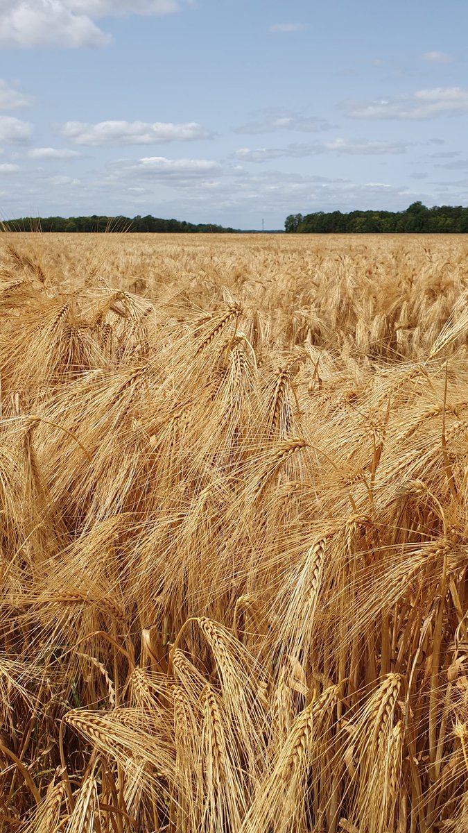 agri_zoom's tweet image. 5️⃣, 4️⃣, 3️⃣, 2️⃣, 1️⃣... Top
C&apos;est parti ! #FrAgriMoisson2023 

(Ca se trouve dans 10 min on arrête 🤭)