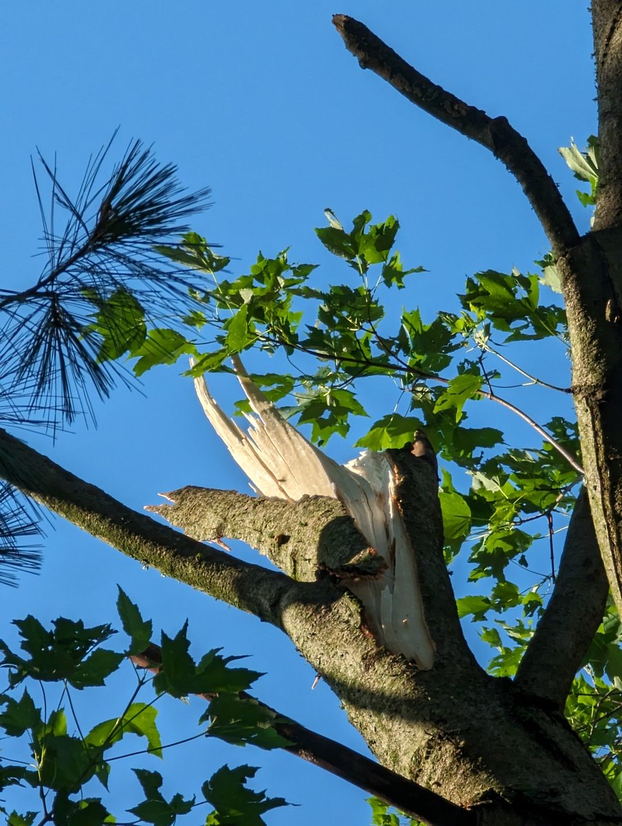 skream's tweet image. Tree damage off East Hickman #kywx @Kentuckyweather