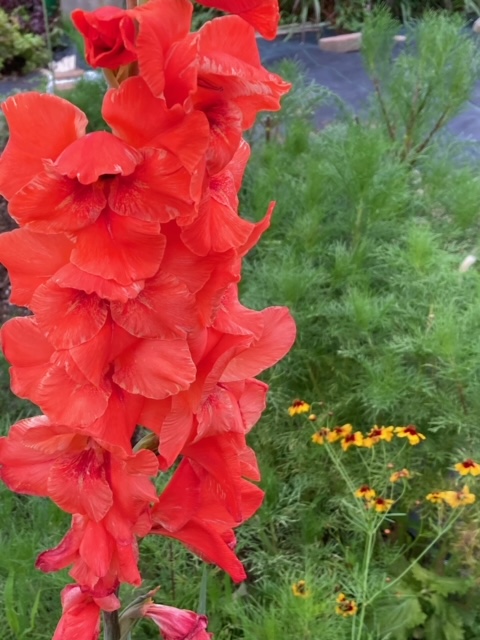 k0MvyHW69pqVi7d's tweet photo. 😊🌞こんにちは、今日の散歩道です。お花が綺麗です😍😍😍元気が出ます💪💪💪🥰🐩
＃散歩道
＃花 https://t.co/88kriUyPxQ