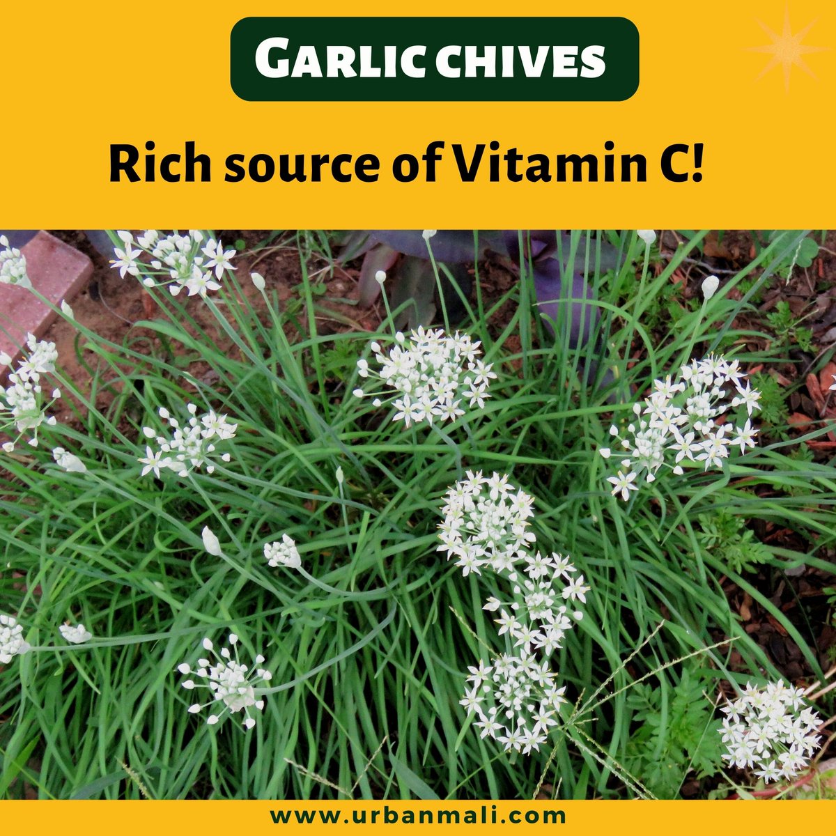 Did you know that Garlic Chives are not only flavorful but also packed with Vitamin C? Boost your immune system and add a zesty kick to your dishes with these nutrient-rich herbs.  

 #GarlicChives #VitaminC #HealthyHerbs  #plantaddict #urbangardening #homegardening #urbanmali#