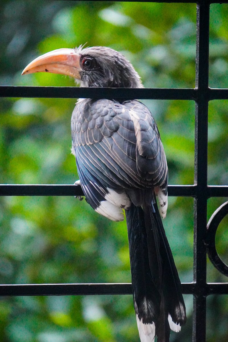 An unexpected guest. Malabar Grey Hornbill. #IndiAves #BirdsOfTwitter #birdphotography #NaturePhotograhpy #IncredibleIndia #BBCWildlifePOTD #Natgeoindia #Goa #SonyAlpha