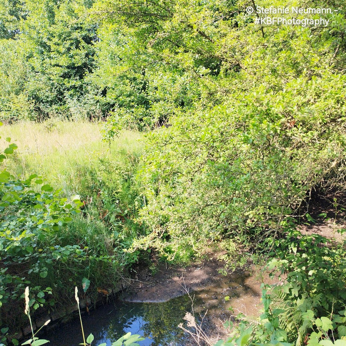 KokopelliBFree's tweet photo. @FotoVorschlag 'Wasser' #FotoVorschlag #365Projekt #52Projekt 

Vor dem Regen war nicht mehr viel Wasser in der #Düpenau. (Wie es jetzt aussieht, weiß ich nicht.)

Vor einer Woche aufgenommen.

#MobilePhonePhotography #UrbaneNatur #Feldmark https://t.co/azeT79l9Zv