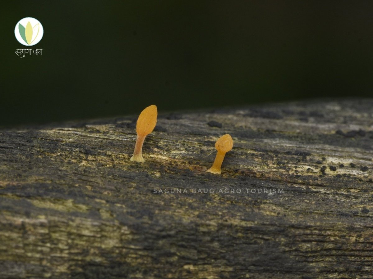 #mushrooms |Jelly mushroom 🍄|

 #Biodiversitymatters #conversingBiodiversity #protectBiodiversity #Biodiversityresearch #Biodiversityeducation #Biodiversityphotoghraphy #Wildmushroom #foragedfood #wildfood #forestfinds #mushrooms #mushroomphotography