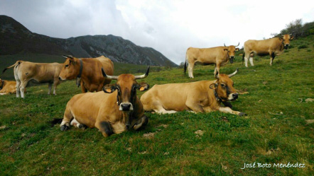 La Raza Asturiana ha logrado alcanzar un merecido prestigio nacional gracias a la unión de tres factores; Raza, pastos naturales y ganaderías de criadores artesanales.
#XataRoxa #TerneraAsturiana #RazaAutóctona #100x100nuestro