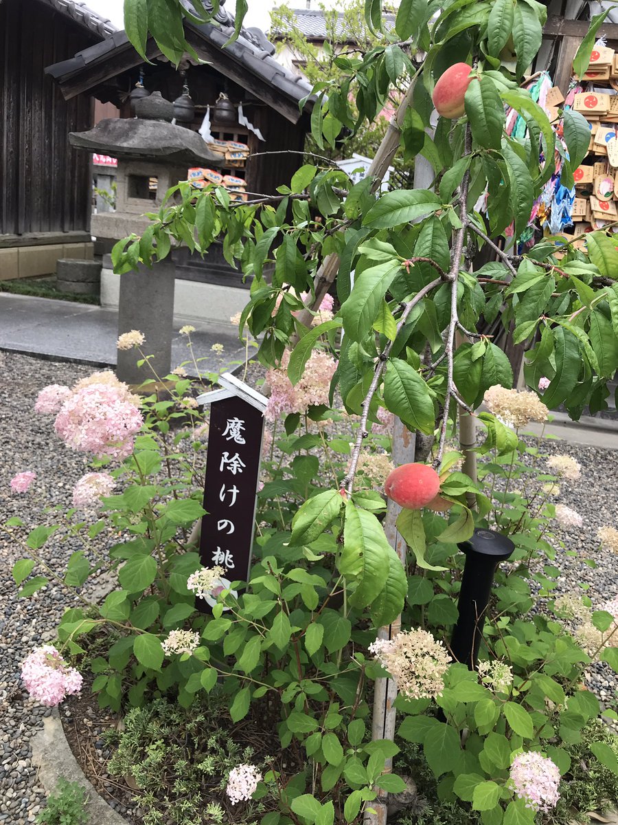 本日は「のらのば」のあいちゃんとキキさんが行田に来てくれたので一緒に散策。「うちの方にはこんなお花植えてないよ！」「緑が多いね」と見慣れていると、もっと木陰欲しい〜と思うけど。沿道の紫陽花などは近くの方がそれぞれされてるのかな？ありがたいね。

行田八幡神社は、桃がなってました！✨