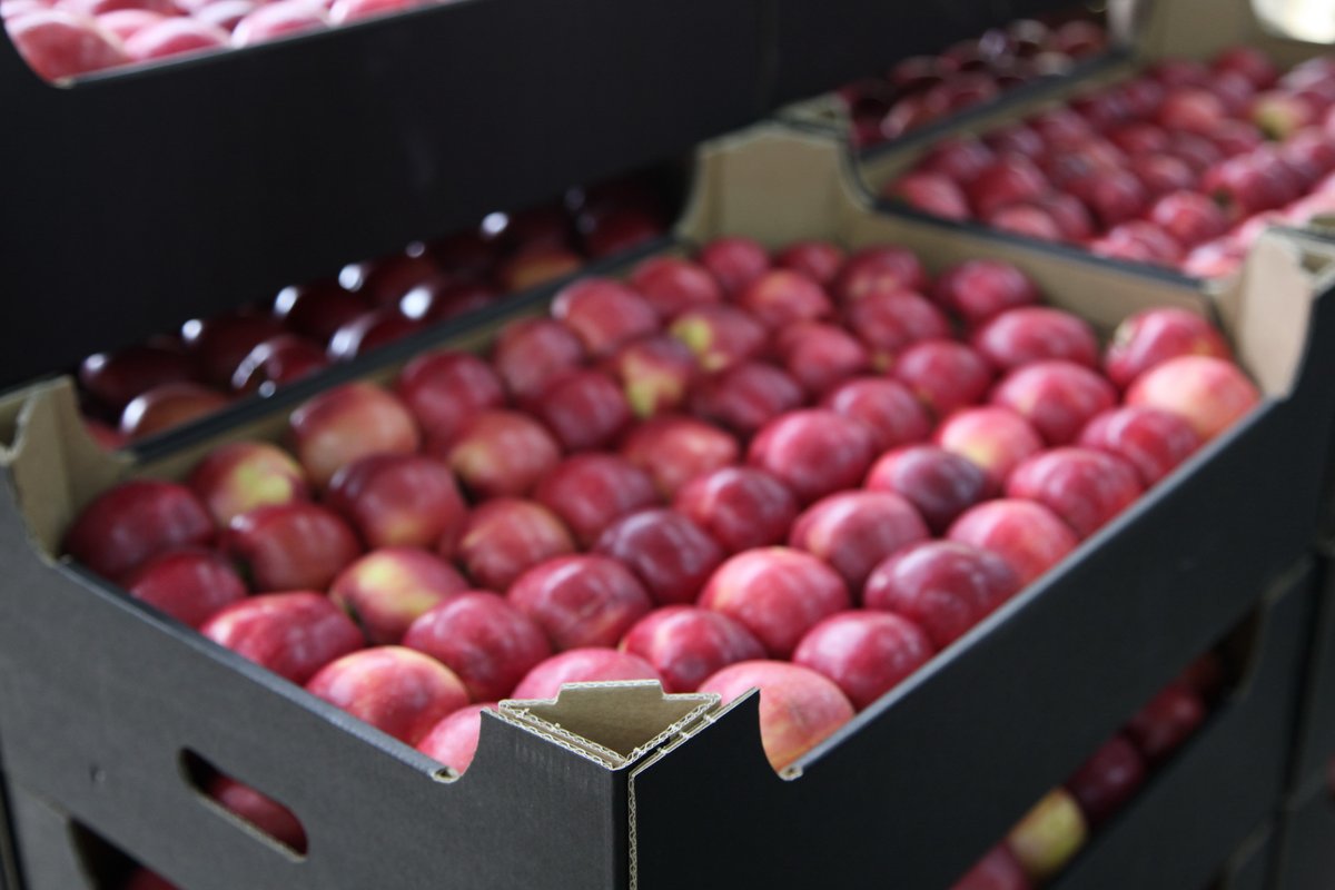 upakovanoru's tweet image. В БГТУ разработали автоматическую линию сортировки овощей и фруктов upakovano.ru/news/580279 #сортировка #овощи #фрукты #автоматизация